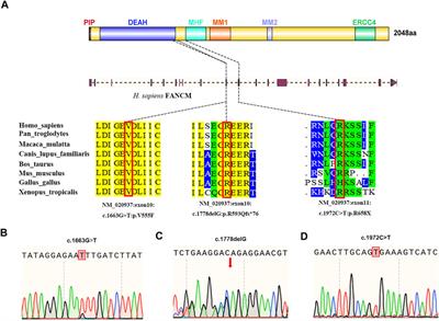 Novel Bi-Allelic Variants of FANCM Cause Sertoli Cell-Only Syndrome and Non-Obstructive Azoospermia